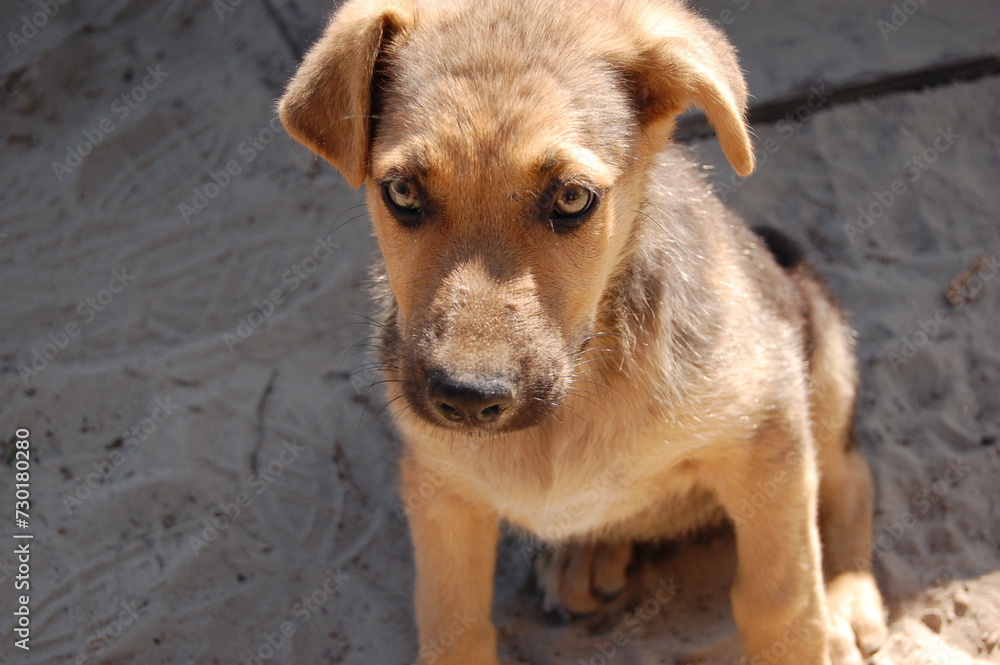Dog puppy close-up on sand background. Pets. Homeless animals. Protection of animals Dog puppy close-up on sand background. Pets. Homeless animals. Protection of animals