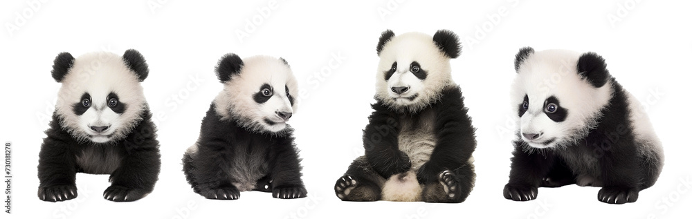 Fototapeta premium Baby pandaisolated on white, National panda day