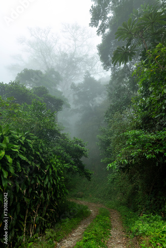 Wet Dirt Road in Jungle Forest in  Baru Volcano   Chiriqui province  Panama  - stock photo