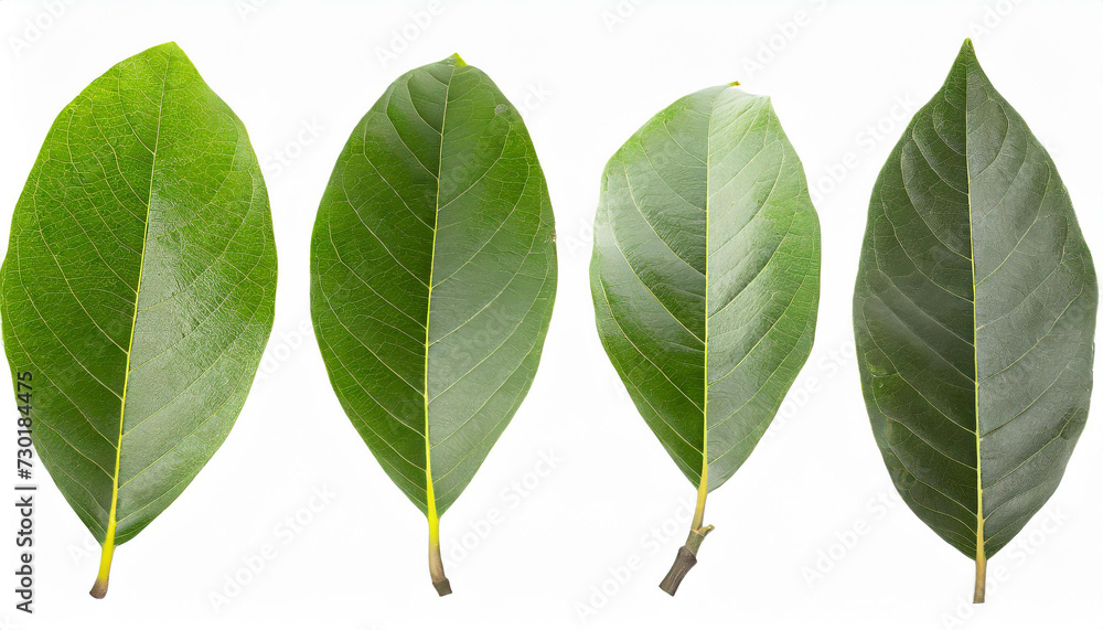 Set of avocado tree leaf isolated on white background. Full Depth of field. Focus stacking Set of avocado tree leaf isolated on white background. Full Depth of field. Focus stacking