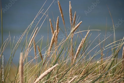 Fototapeta Naklejka Na Ścianę i Meble -  North Sea dunes over blue coastal background