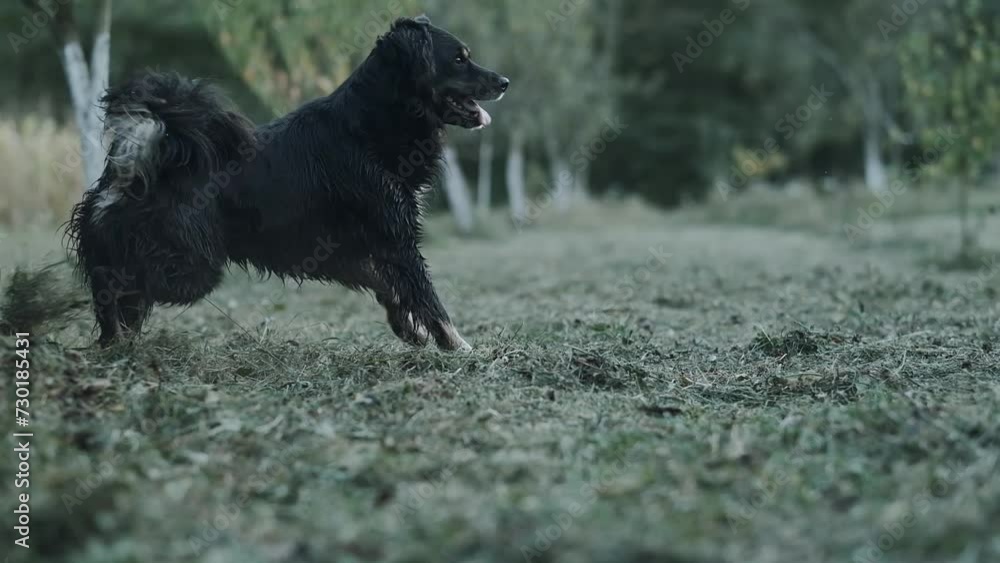 A cute black dog is playing in the country garden A cute black dog is playing in the country garden