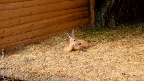 a girl feeds a fawn on a farm. Selective focus. photo