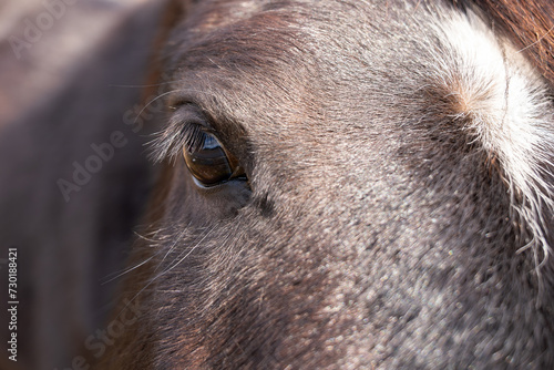  Portrait of a dark horse with a white blaze. Close up of dark horse eye.