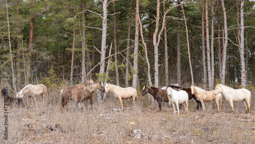 A herd of horses in the landscape. Estonian native horses (Estonian Klepper) standing in the coastal meadow. Selective focus.