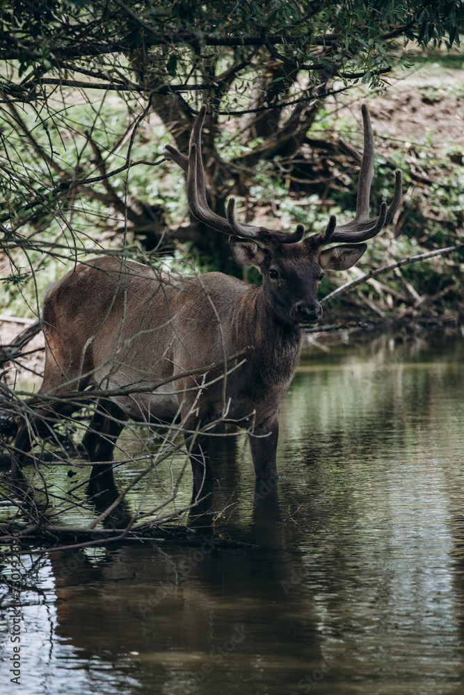 custom made wallpaper toronto digitalA deer with large branched antlers stands in the water in a pond