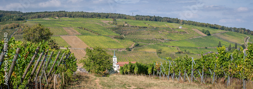 Mittelbergheim, France - 09 10 2020: Alsatian Vineyard. Panoramic view of vine fields along the wine route and a church behind. photo