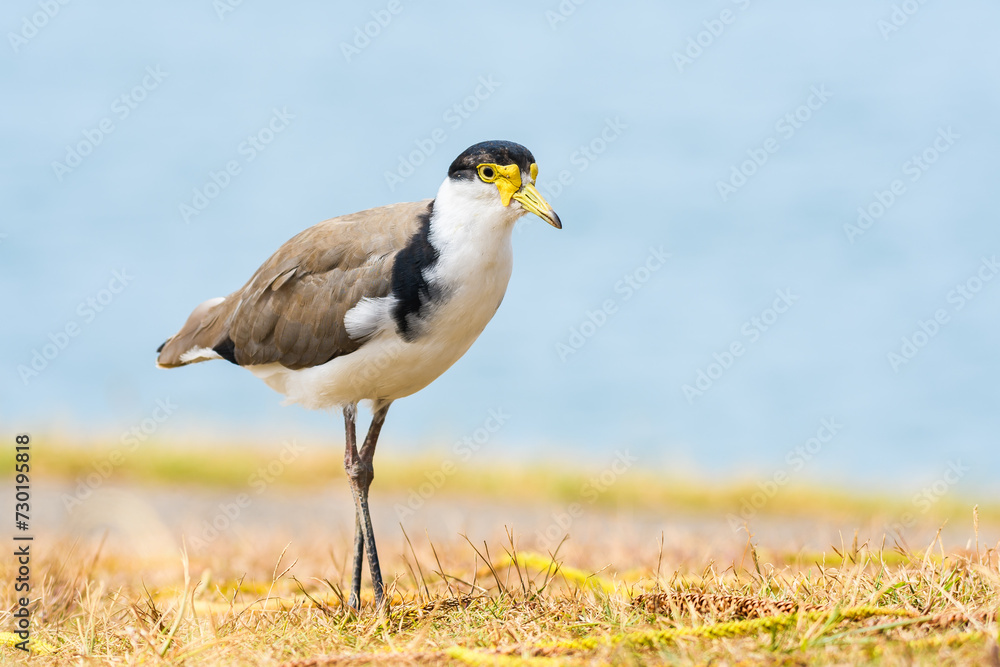 Masked lapwing (Vanellus miles) a medium-sized bird, the animal walks on dry grass on the river bank. Masked lapwing (Vanellus miles) a medium-sized bird, the animal walks on dry grass on the river bank.