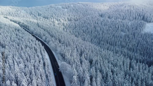 Winter forest landscape