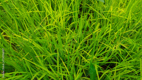 Rice plant seeds that are still young and fresh green
