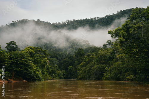 misty morning in the forest