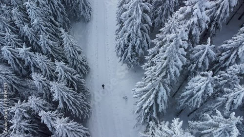 Winter forest landscape