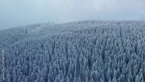 Winter forest landscape