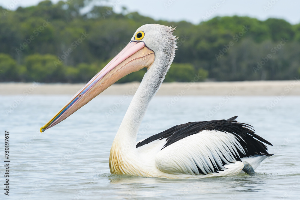 Australian pelican (Pelecanus conspicillatus) a large water bird with a large beak, the animal swims on the river close to the sandy shore. Australian pelican (Pelecanus conspicillatus) a large water bird with a large beak, the animal swims on the river close to the sandy shore.