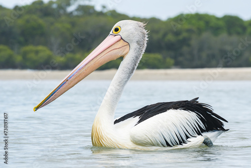 Australian pelican (Pelecanus conspicillatus) a large water bird with a large beak, the animal swims on the river close to the sandy shore.