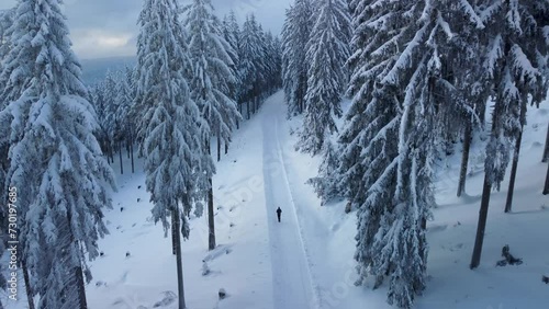 Winter forest landscape