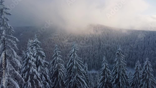 Winter forest landscape