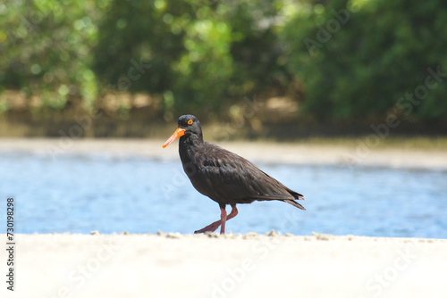 Black oystercatcher (Haematopus bachmani) a medium-sized bird with dark plumage with a red beak, the animal stands on a sandy beach on the bank of the river. photo