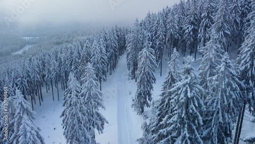 Winter forest landscape