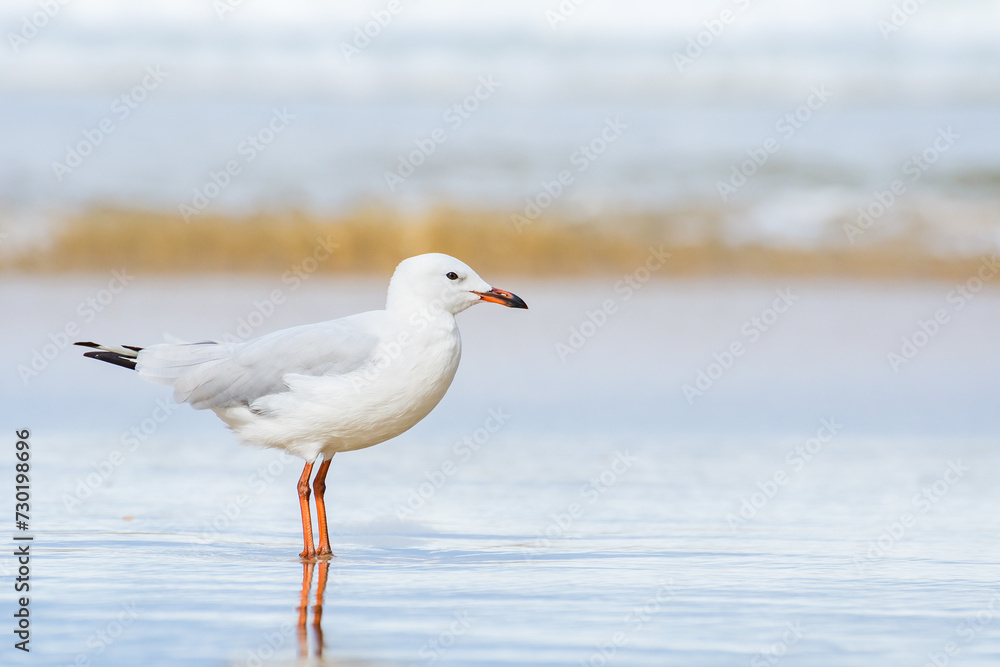 Silver gull (Chroicocephalus novaehollandiae), a medium-sized bird with white and gray plumage, the animal stands on a sandy beach by the sea. Silver gull (Chroicocephalus novaehollandiae), a medium-sized bird with white and gray plumage, the animal stands on a sandy beach by the sea.