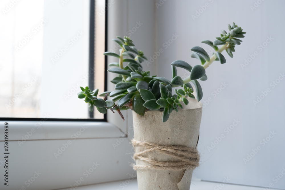 The echeveria succulent has stretched out due to lack of light. etiolation of succulents