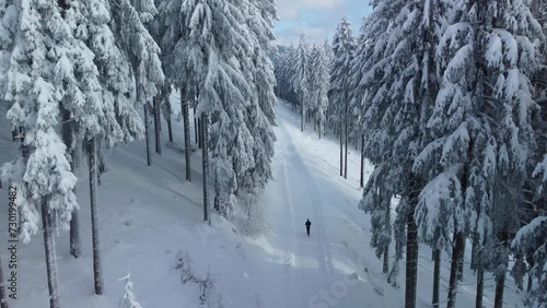 Winter forest landscape