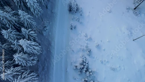 Winter forest landscape