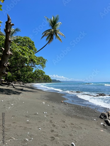 Sandy beach on ocean with blue sky and palm tree in Corcovado National Park, Costa Rica 