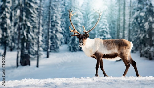 Deer with big antlers in winter snowy forest. Wild animal.