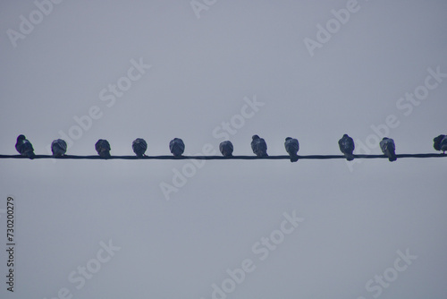 Birds sitting and lined up on an electricity line with the sky in the background.