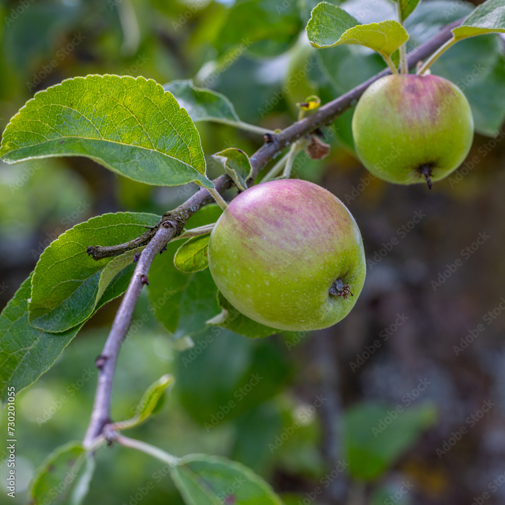 Im Garten und der Natur: Fotospaziergang im Juni 2023