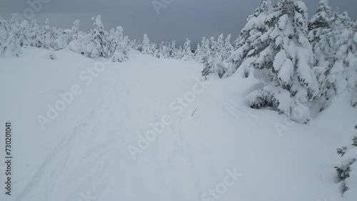 Drone aerial footage of a path between snow monster (snow cover trees known as Juhyo in Japanese) in Zao Hot Spring Ski Resort at mountain Zao during winter, Yamagata, Japan