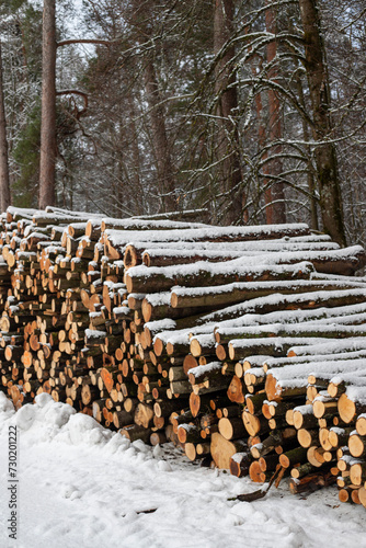 Forest's Winter Harvest: Snow-Capped Log Pile