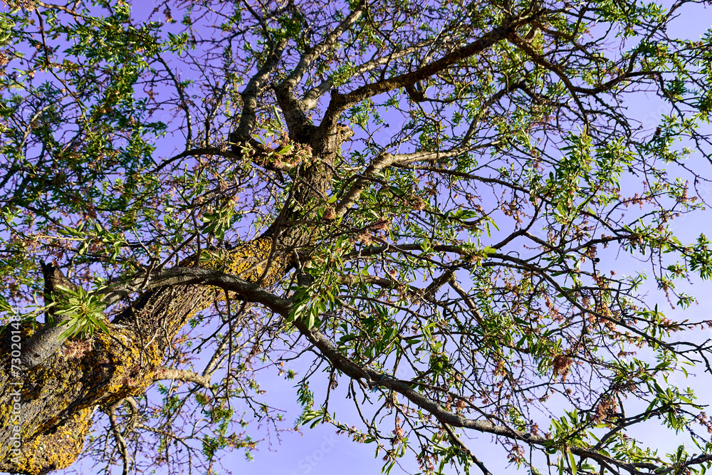 Obraz premium Almond tree in the patio of a town house. Low angle shot of almond blossoms.