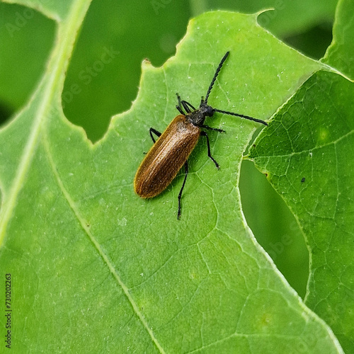 Beetle Lagria spec., male imago