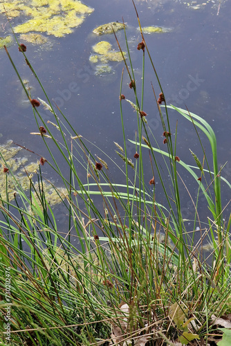 Tussock of rush Juncus conglomeratus, flowering