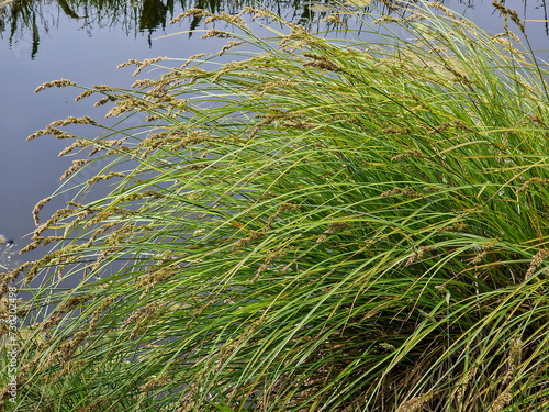 Greater tussock-sedge (.Carex paniculata), flowering