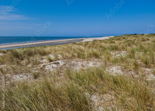 Sandy dunes with Marram grass  Ammophila arenaria  and beach  Burgh-Haamstede  Zeeland  Netherlands