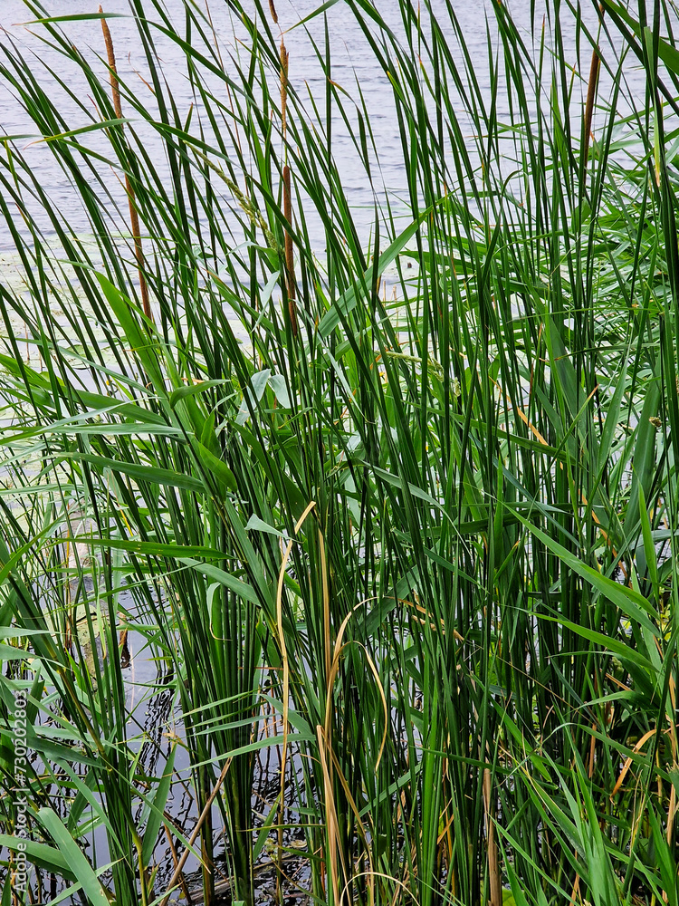Fototapeta premium Lesser bulrush (Typha angustifolia) along a pond