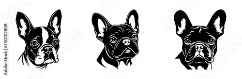 French bulldog dog breed head vector illustration. Pet portrait in style of hand drawn black doodle on white background