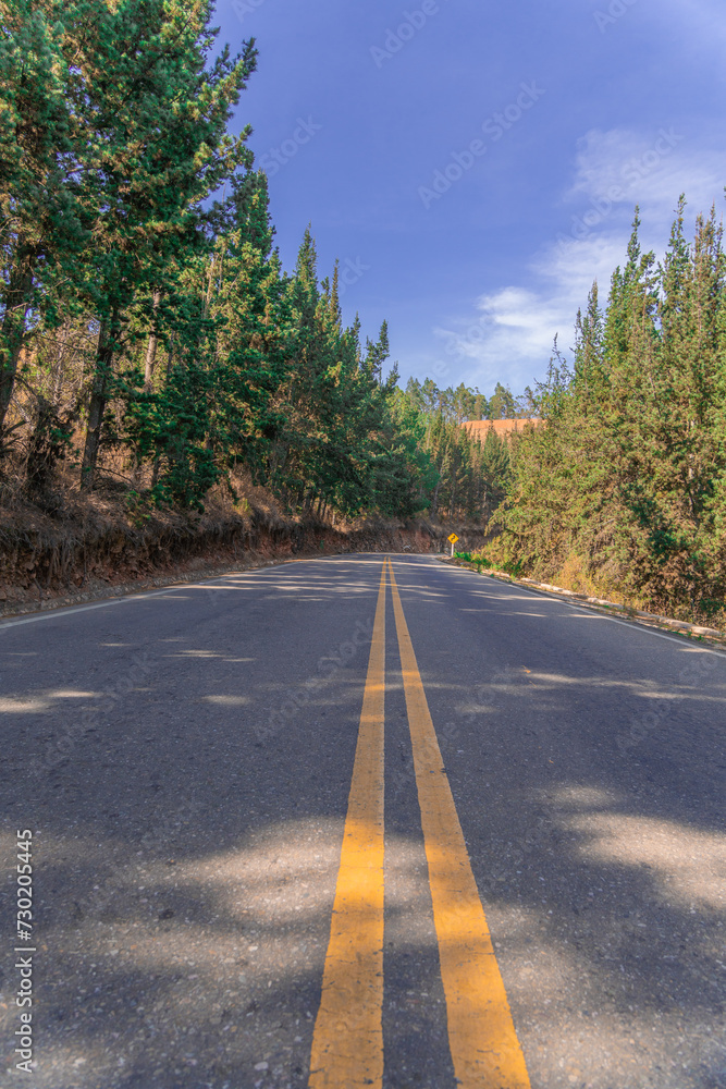 road surrounded by pine trees and mountains