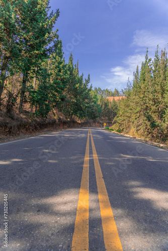road surrounded by pine trees and mountains