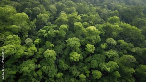 An aerial view of a lush green forest with a dense canopy. Ideal for nature themes, backgrounds, and environmental content. High quality photo