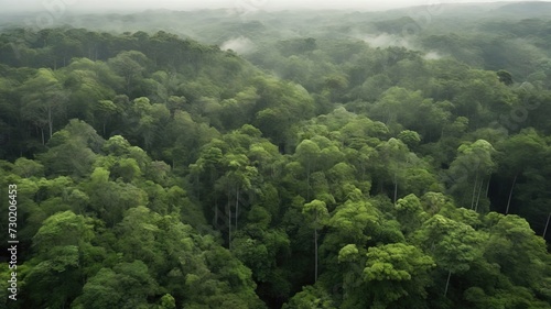 An aerial view of a lush green forest with a dense canopy. Ideal for nature themes, backgrounds, and environmental content. High quality photo