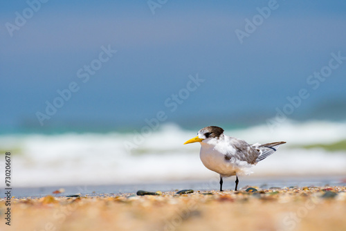 Greater crested tern (Thalasseus bergii) medium sized bird, animal sitting on the sandy beach by the sea.