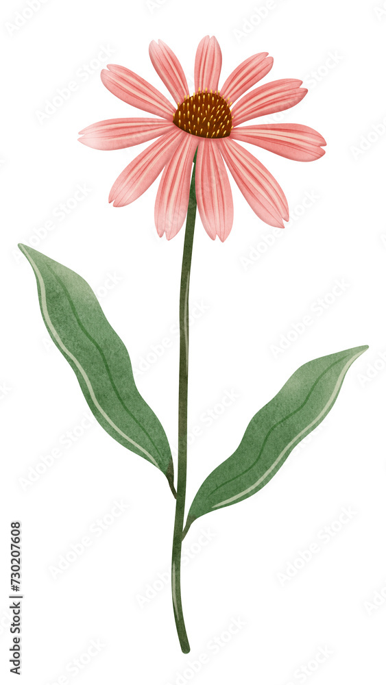 Hand draw pink cone flower , illustration Hand draw pink cone flower , illustration