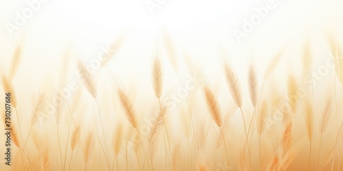 wheat white gradient background