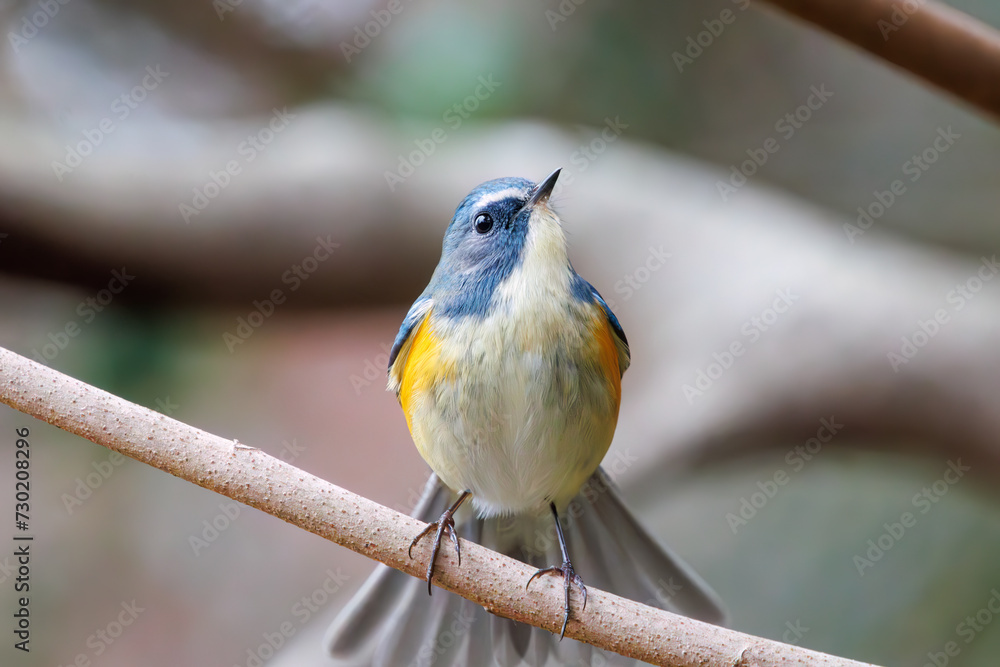 Fototapeta premium 幸せの青い鳥、可愛いルリビタキ（ヒタキ科）。日本国東京都文京区、小石川植物園にて。 2024年2月4日撮影。A happy blue bird, the lovely Red-flanked Bluetail (Tarsiger cyanurus, family comprising flycatchers).At Koishikawa botanical park, Bunkyo-k