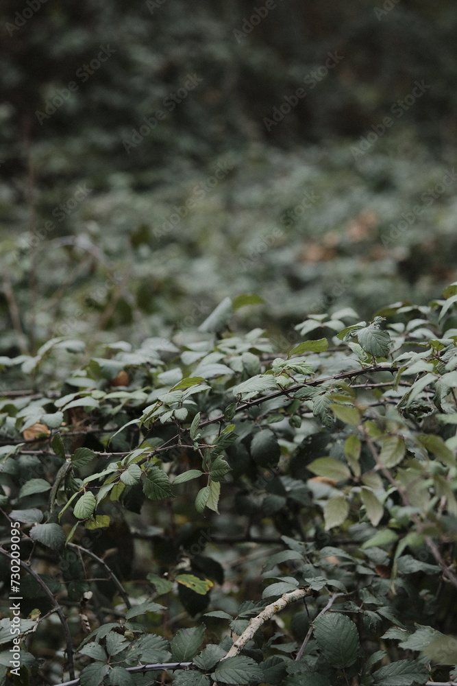 bramble with green leaves in the forest bramble with green leaves in the forest
