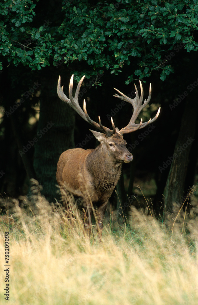Obraz premium Cerf élaphe, mâle, Cervus elaphus